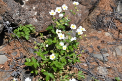 Drymocallis inquinans