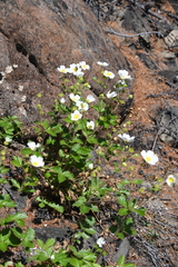 Drymocallis inquinans