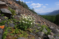 Drymocallis inquinans