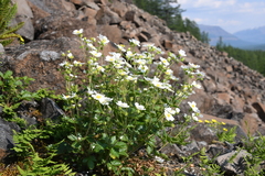 Drymocallis inquinans