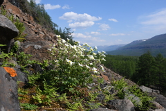 Drymocallis inquinans