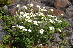 Drymocallis inquinans