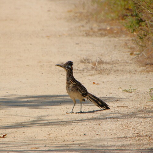 iNaturalist observation photo of Greater Roadrunner