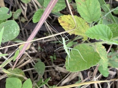 Oecanthus leptogrammus