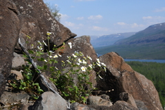 Drymocallis inquinans