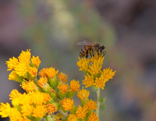 iNaturalist observation photo of Western Honey Bee