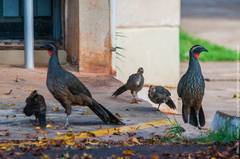 Penelope superciliaris