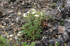 Drymocallis inquinans