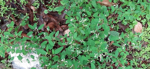 Euphorbia graminea image