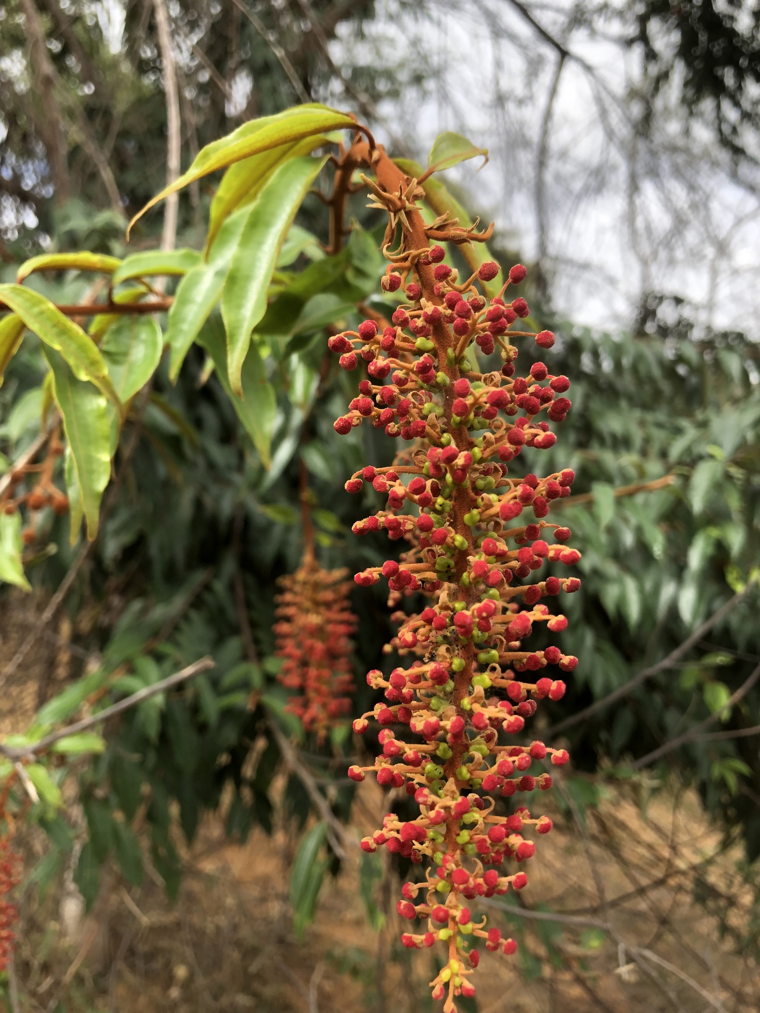 Mabea fistulifera