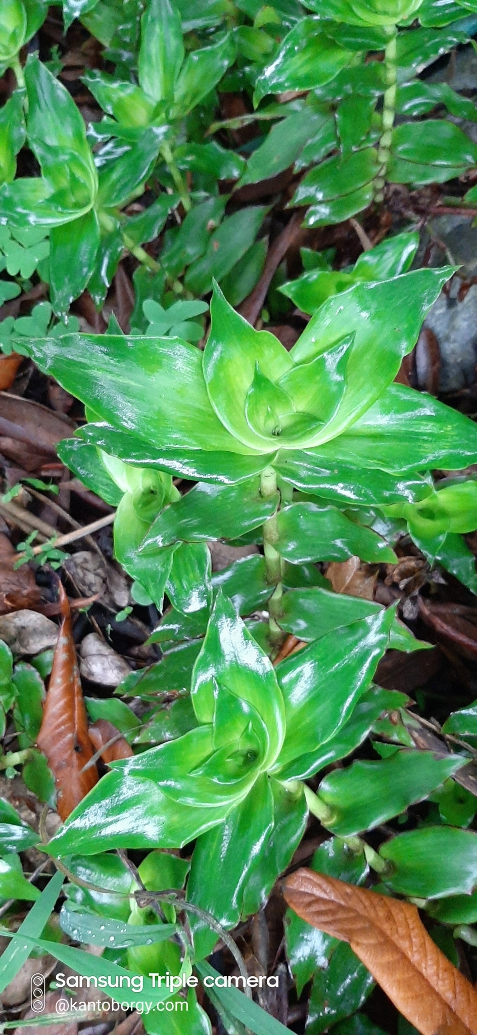 Callisia image