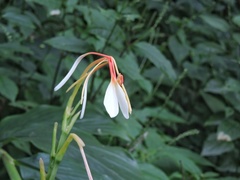 Hedychium spicatum