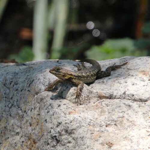 iNaturalist observation photo of Western Fence Lizard