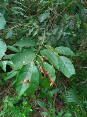 Ebenaceae