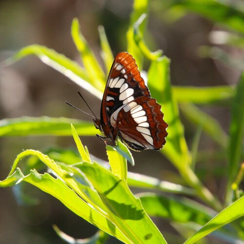 iNaturalist observation photo of Lorquin's Admiral