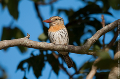Nystalus maculatus striatipectus