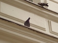 Columba livia domestica