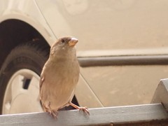 Passer domesticus