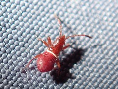 Oxycarenus lavaterae