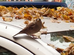 Passer domesticus
