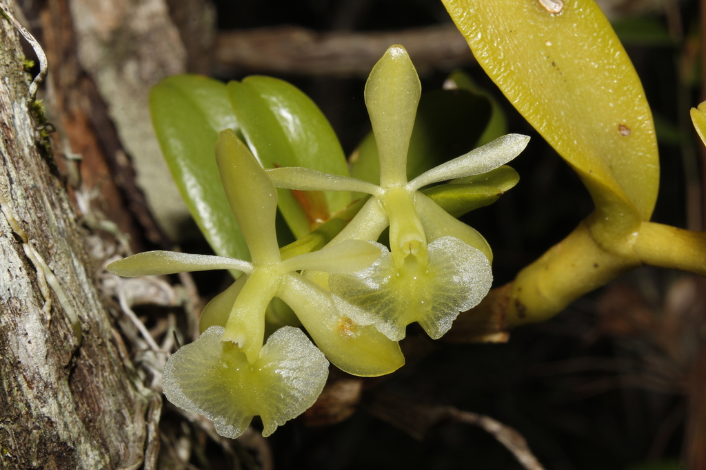 Epidendrum orientale