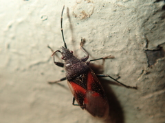 Oxycarenus lavaterae