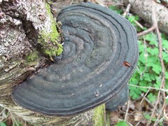 Phellinus nigricans