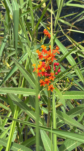 Asclepias curassavica observed 2025-08-03