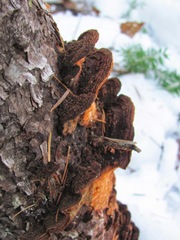 Phellinus piceinus