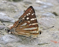 Dodona eugenes