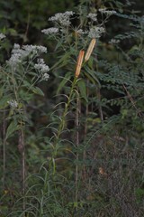 Lilium philippinense