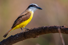 Pitangus sulphuratus