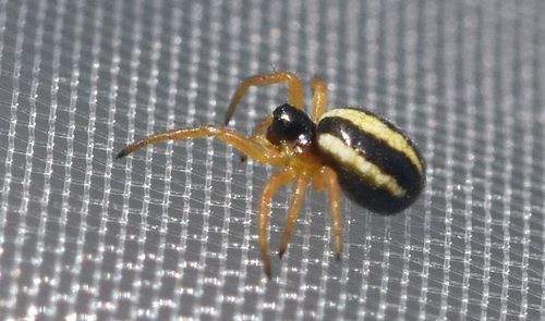 Small Orbweaver