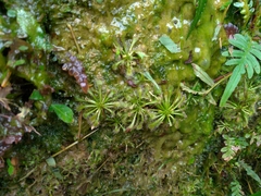 Drosera spatulata