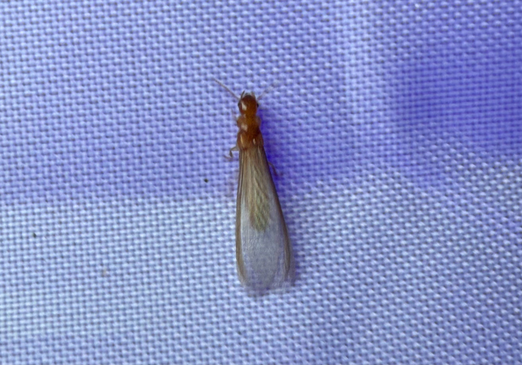 Southeastern Drywood Termite