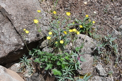 Potentilla kuznetzowii