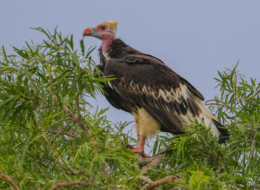 Trigonoceps