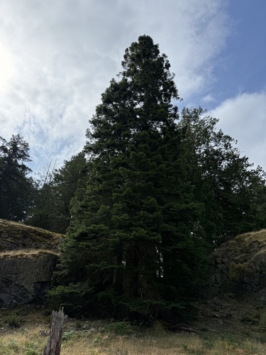 grand fir