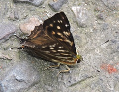 Dodona eugenes