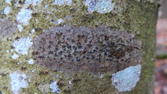 Arthonia radiata
