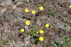 Potentilla arenosa