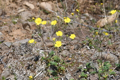 Potentilla arenosa
