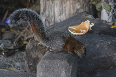 Sciurus aureogaster nigrescens