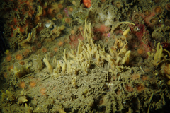 Hymeniacidon perlevis