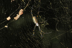 Trichonephila clavipes