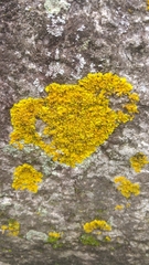 Xanthoria calcicola