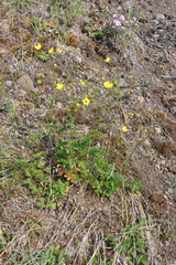 Potentilla arenosa