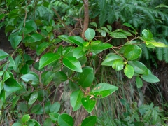 Syzygium elliptifolium
