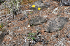 Potentilla × prostrata
