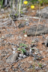 Potentilla × prostrata